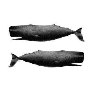 Twin Whales Nautical Vintage Style Art Print Beach House Decor Black and White image 1