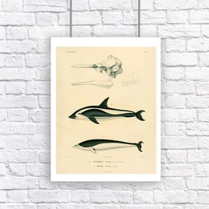 Delfín grande carta ballena náutico estilo Vintage Art Print blanco y negro Sepia de playa Casa Decor Historia Natural cartel