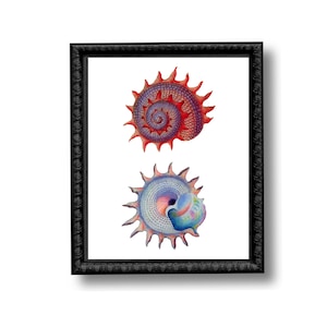 Spiral  Shells Nautical Vintage Style Art Print Beach House Decor Shell Collector Beach Comber Red Pink Blue
