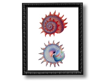 Spiral  Shells Nautical Vintage Style Art Print Beach House Decor Shell Collector Beach Comber Red Pink Blue