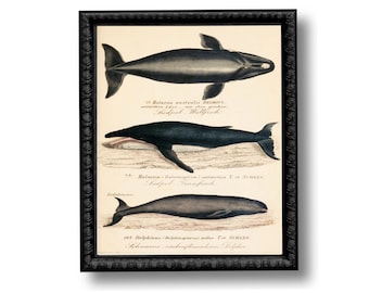 Whale Educational Chart Nautical Vintage Style Art Print Black and White Sepia Beach House Decor Natural History