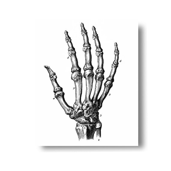 Hand Bones Diagram Biology Diagrams