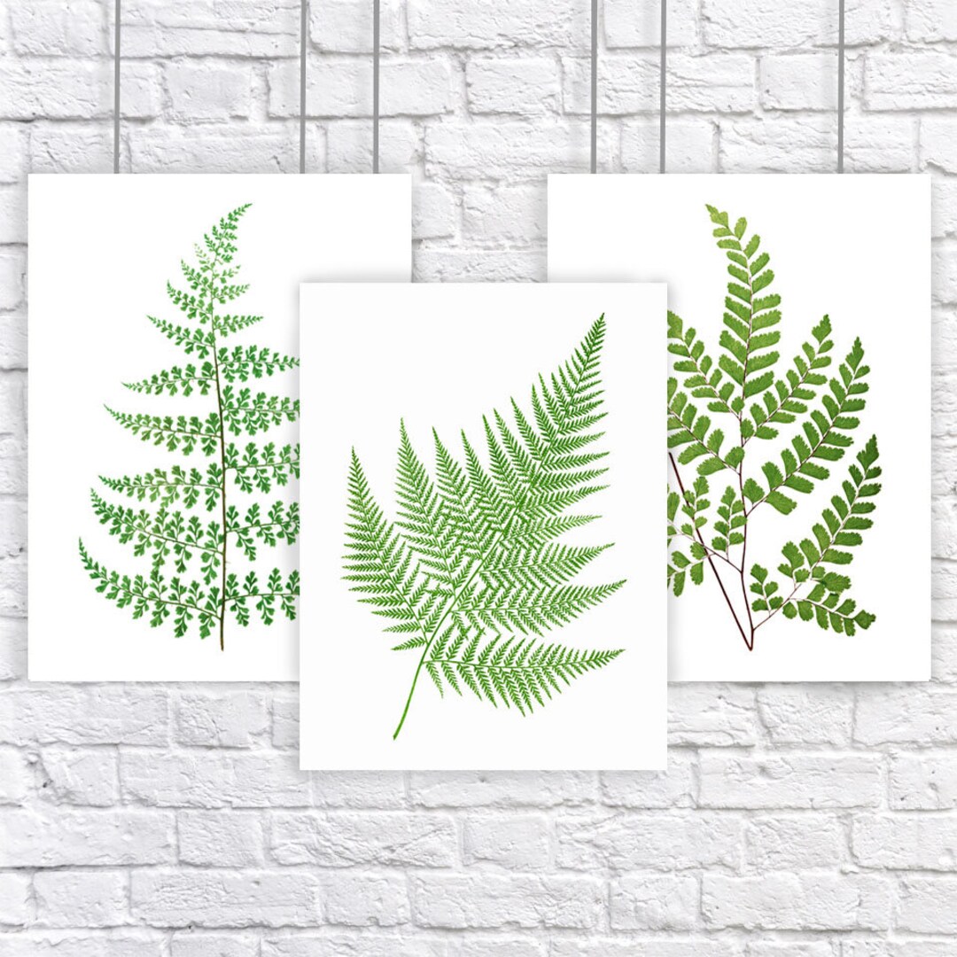 Fern Botanical Art Print Set of 3 Natural History Green Plant Woodland ...
