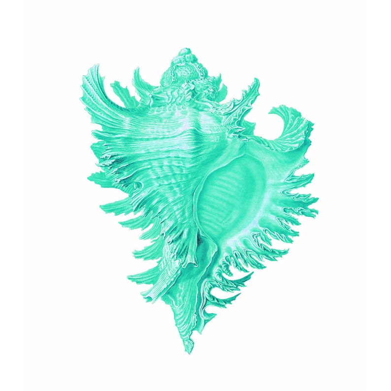 Mint Green Aqua Coral Sea Fan Conch Shell Vintage Style Nautical Art ...
