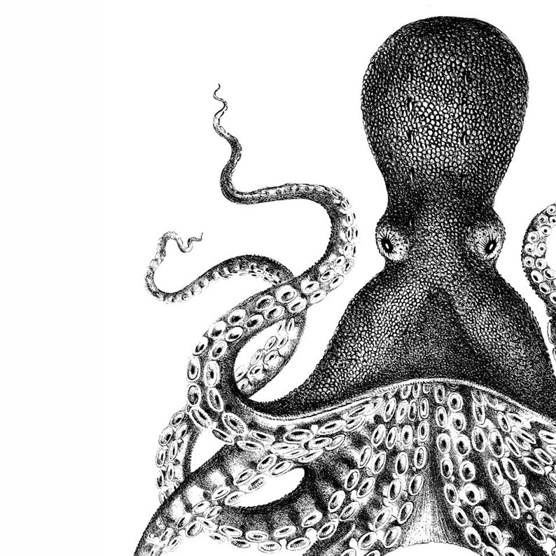 Octopus Nautical Vintage Style Art Print Black and White Grey Beach House Decor image 2