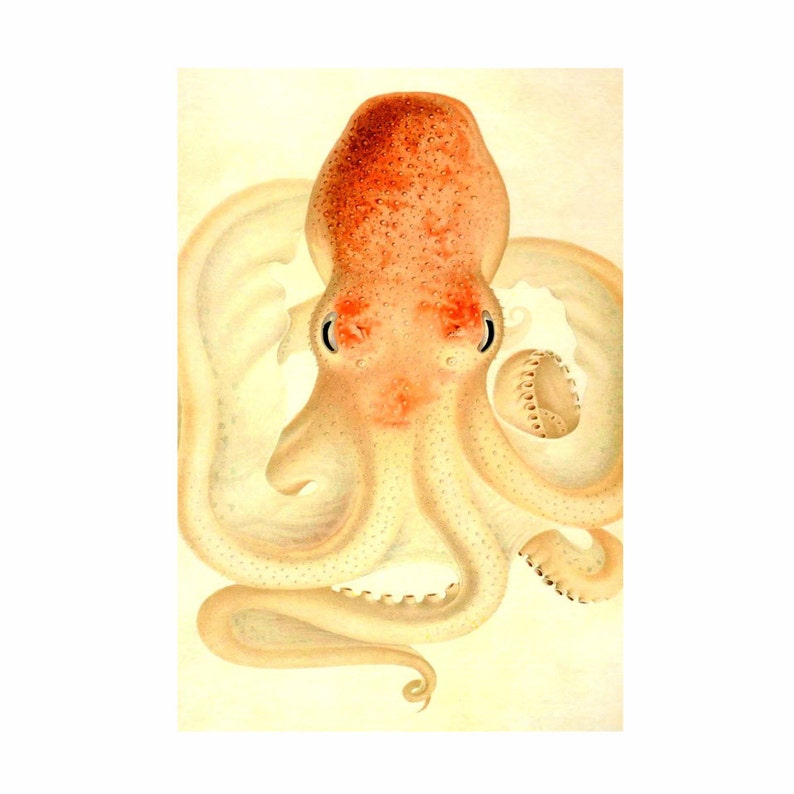 Large Octopus Nautical Vintage Style Art Beach House Decor Orange Tan Peach image 2