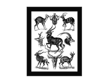 Deer Print Vintage Style Art Chart Natural History Black and White Grey Antelope