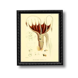 May include: A vintage illustration of a squid with red and white fins, yellow and brown spots, and a detailed anatomical diagram of its body parts. The illustration is titled "Hislotheutis Roseibrana, Lmk."
