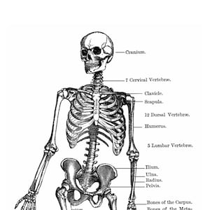 Skeleton Anatomy Diagram Vintage Style Art Print Black and White Grey Halloween Goth