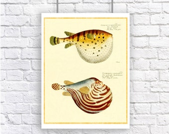 Pufferfish Blowfish Nautical Vintage Style Large Art Print Beach House Decor Yellow Orange Gold puffer fish