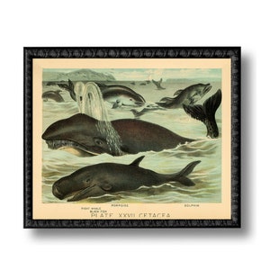 Whales Nautical Vintage Style Art Print Gray Blue Beach House Decor Natural History