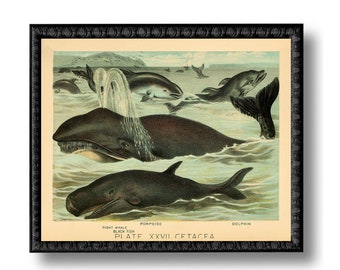 Whales Nautical Vintage Style Art Print Gray Blue Beach House Decor Natural History