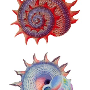 May include: Two detailed illustrations of seashells with a spiral pattern. The top shell is red and purple, while the bottom shell is blue and pink.