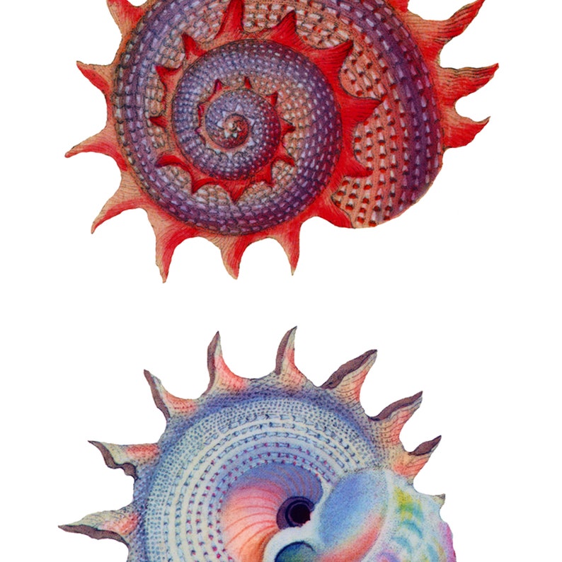 May include: Two detailed illustrations of seashells with a spiral pattern. The top shell is red and purple, while the bottom shell is blue and pink.