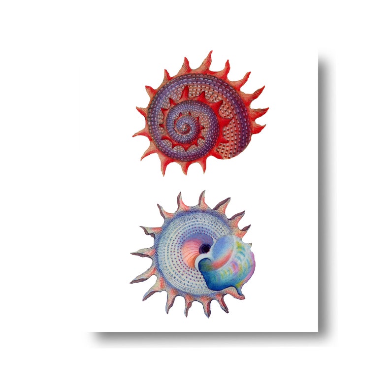 May include: Two colorful seashells with a starburst pattern. The top shell is red and purple, the bottom shell is blue and purple.