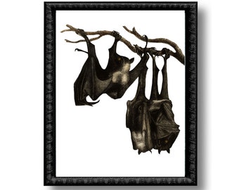 Black Bats Vintage Style Art Print Natural History Educational Chart