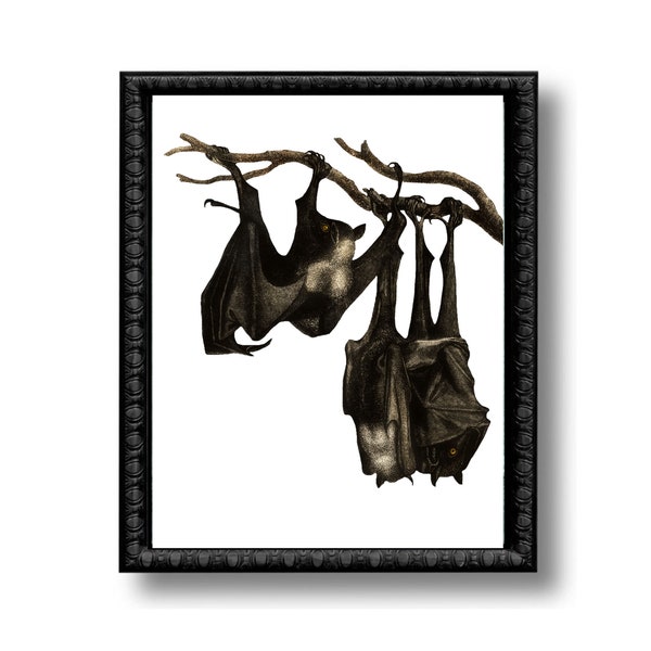 Black Bats Vintage Style Art Print Natural History Educational Chart