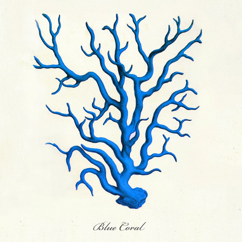 Blue Coral Vintage Style Nautical Art Print Beach House Decor Etsy