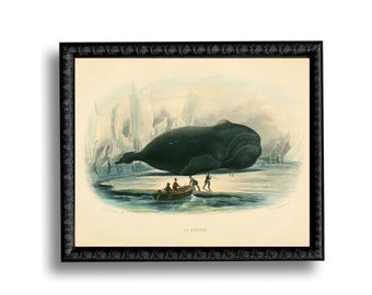 Whale Nautical Vintage Style Art Print Blue Beach House Decor Natural History