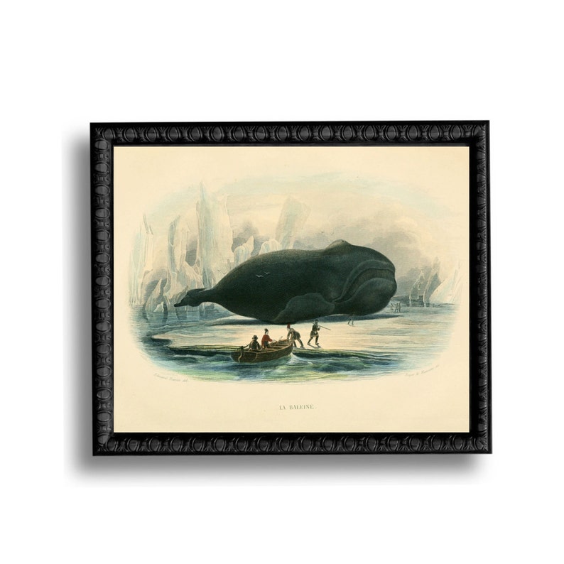 Whale Nautical Vintage Style Art Print Blue Beach House Decor Natural History image 1