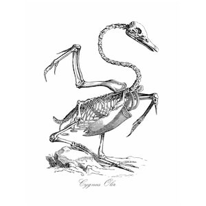 Swan Skeleton Vintage Style Art Print Cygnus Olor Black and White Grey Animal Anatomy