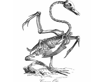 May include: Black and white line drawing of a swan skeleton with the text "Cygnus Olor" at the bottom.