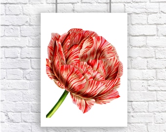 Pode incluir: Uma única tulipa vermelha e branca listrada com um caule verde. A tulipa está em flor e as pétalas estão abertas.