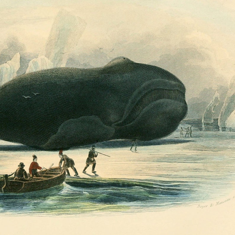 Whale Nautical Vintage Style Art Print Blue Beach House Decor Natural History image 3