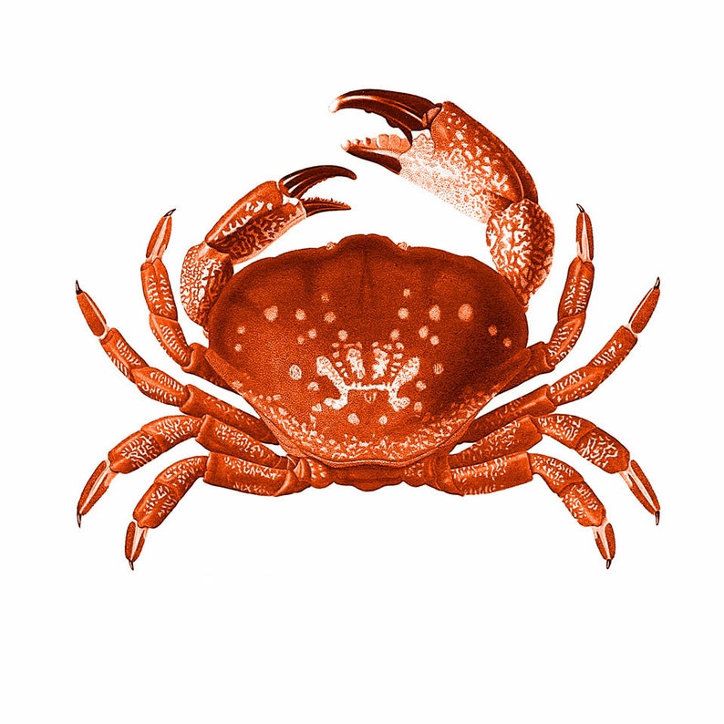 Crab Red Orange Nautical Vintage Style Art Print Beach House Decor image 1