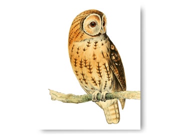 Owl Bird Vintage Style Art Print Natural History Barn