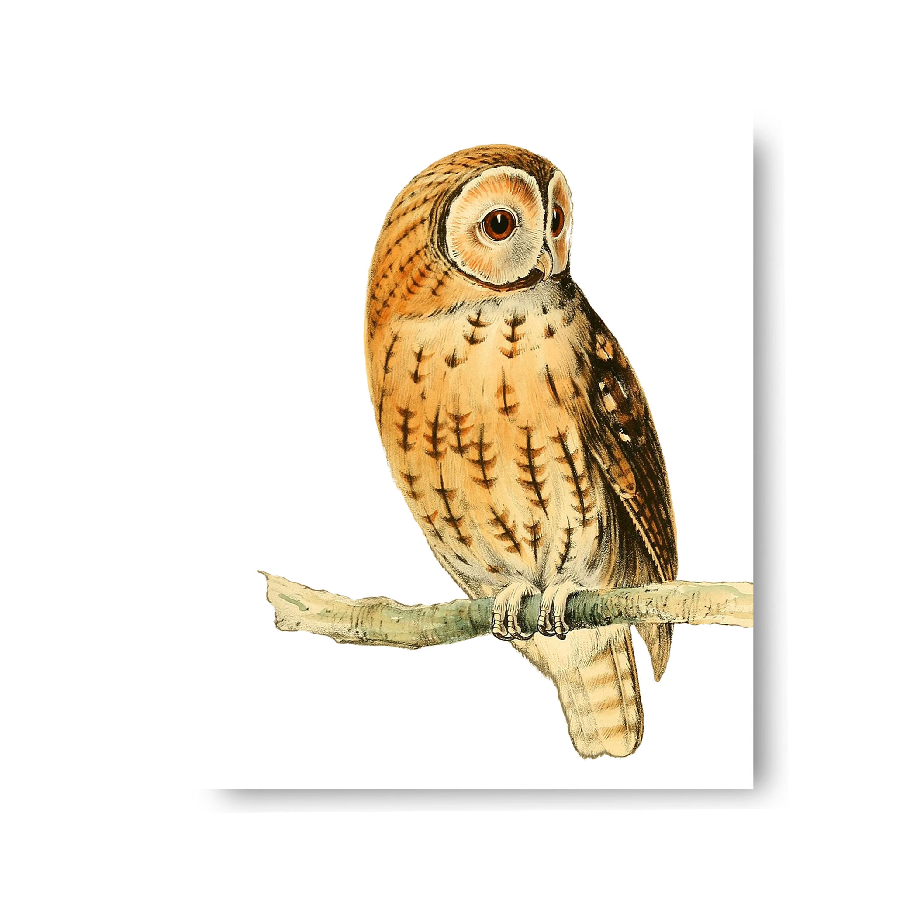 Owl Bird Vintage Style Art Print Natural History Barn