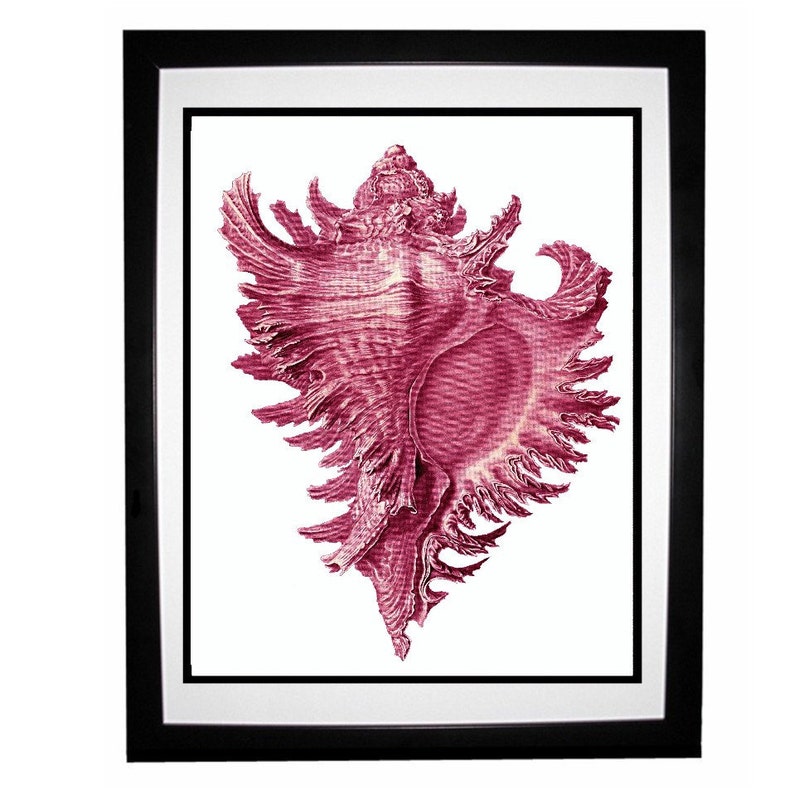 Pink Conch Shell Nautical Vintage Style Art Print Beach House Decor Rose image 3