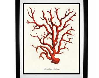 Red Coral Vintage Style Nautical Art Print Beach House Decor