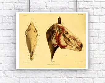 Horse Anatomy Natural History Chart  Large Vintage Style Art Print Equestrian Tan Red Skull