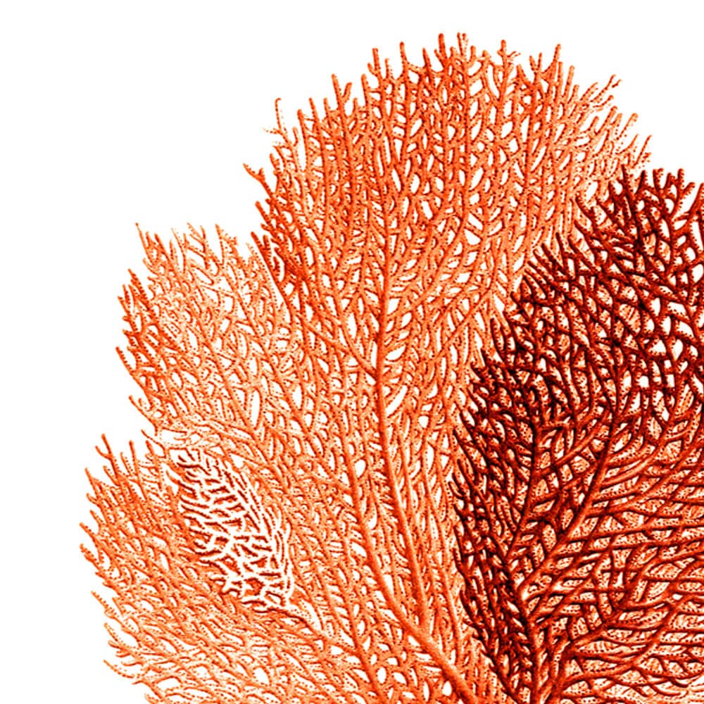 Sea Fan Art Print Coral Red Orange Nautical Vintage Style Etsy