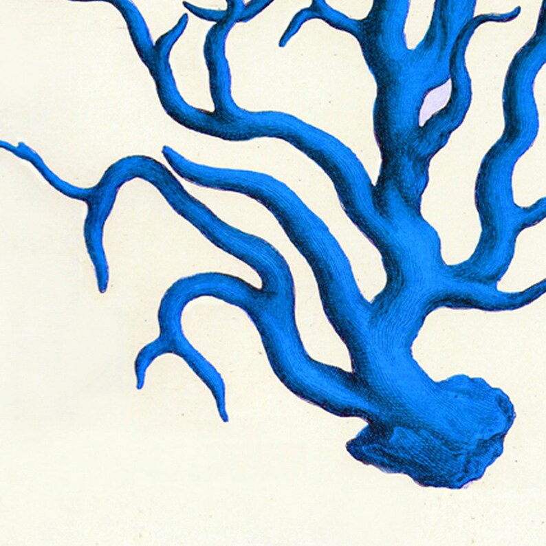 Blue Coral Vintage Style Nautical Art Print Beach House Decor Etsy