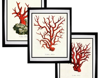 Red Coral Vintage Style Nautical Art Print Set of 3 Natural History Beach House