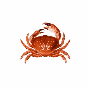 Crab Red Orange Nautical Vintage Style Art Print Beach House Decor image 2