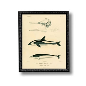 Dolphin Chart Whale Nautical Vintage Style Art Print Black and White Sepia Beach House Decor Natural History