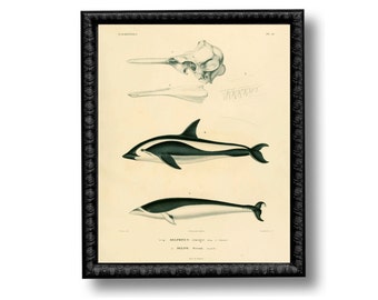 Dolphin Chart Whale Nautical Vintage Style Art Print Black and White Sepia Beach House Decor Natural History