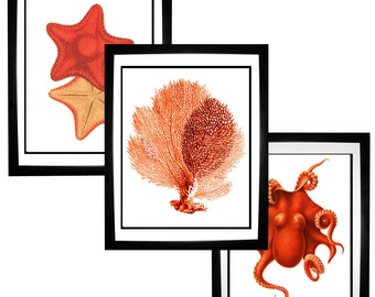 Red Orange Coral Sea Fan Octopus Starfish Vintage Style Nautical Art Print Set of 3 Natural History Beach House