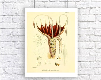 Large Spotted Squid Educational Chart Nautical Vintage Style Art Print Sepia Beach House Decor Natural History Yellow Red Black Polka Dot