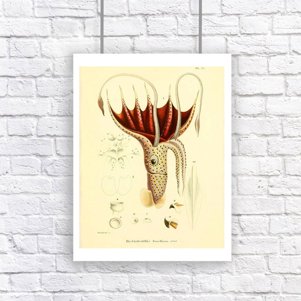 Large Spotted Squid Educational Chart Nautical Vintage Style Art Print Sepia Beach House Decor Natural History Yellow Red Black Polka Dot