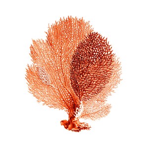 Sea Fan Art Print Coral Red Orange Nautical vintage Style Beach House Decor