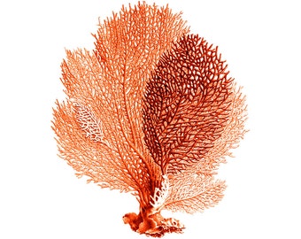 Sea Fan Art Print Coral Red Orange Nautical Vintage Style Beach House Decor