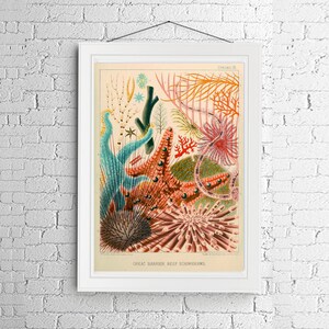 Starfish Sea Star Coral Urchin Great Barrier Reef Red Orange Blue Nautical Vintage Style Print Beach House Decor Star Fish image 3