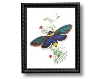 Cicada Blue Insect Vintage Style Art Print Natural History