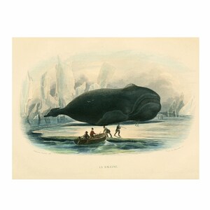 Whale Nautical Vintage Style Art Print Blue Beach House Decor Natural History image 2