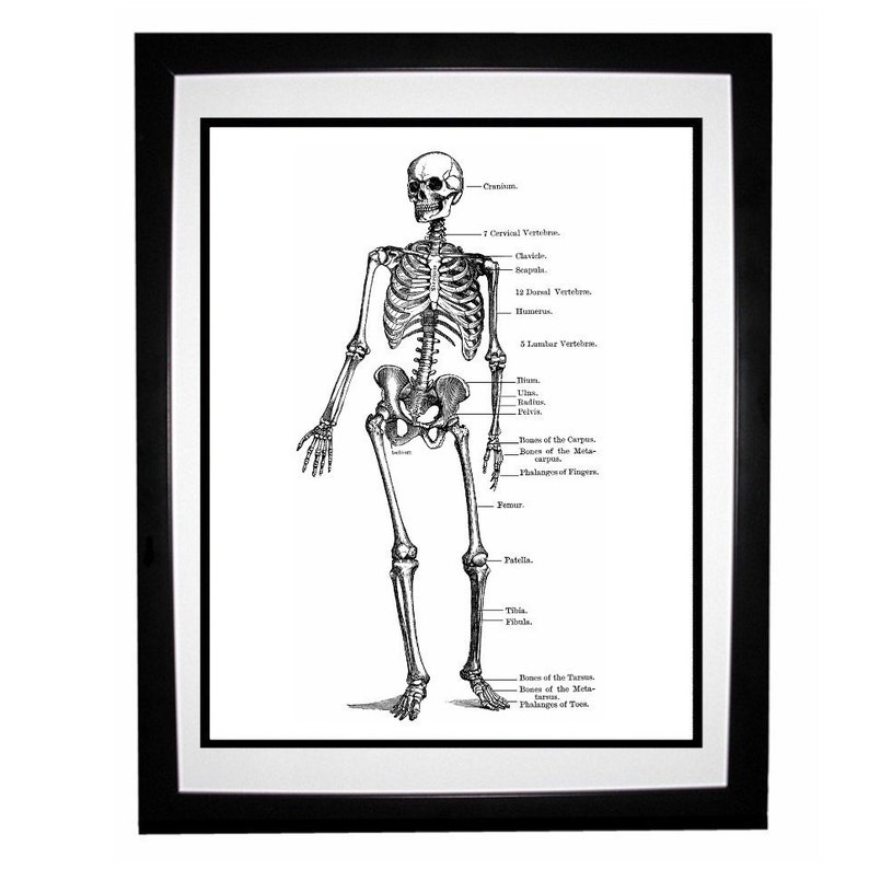 Skeleton Anatomy Diagram Vintage Style Art Print Black and ...