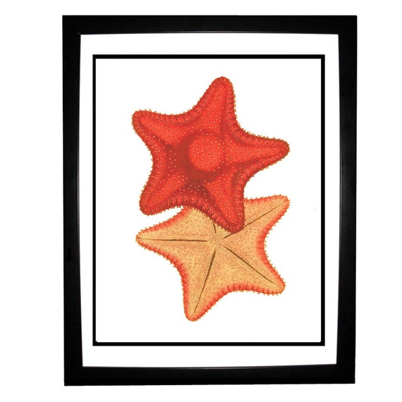 Starfish Sea Star Red Orange Nautical Vintage Style Print